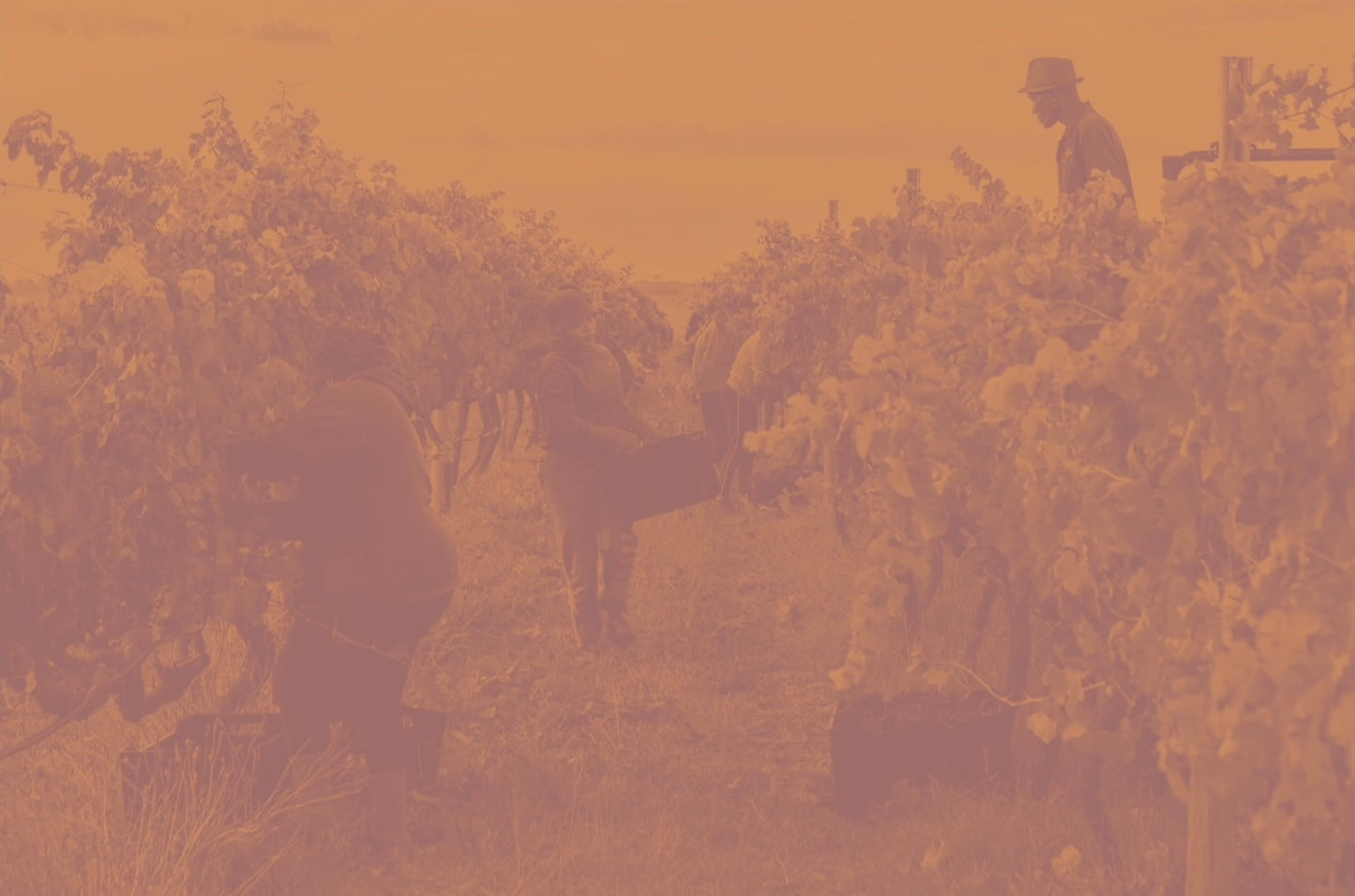 Movement in the Vineyard - Gina-Rose Bolligello