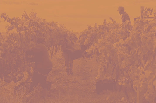 Movement in the Vineyard - Gina-Rose Bolligello