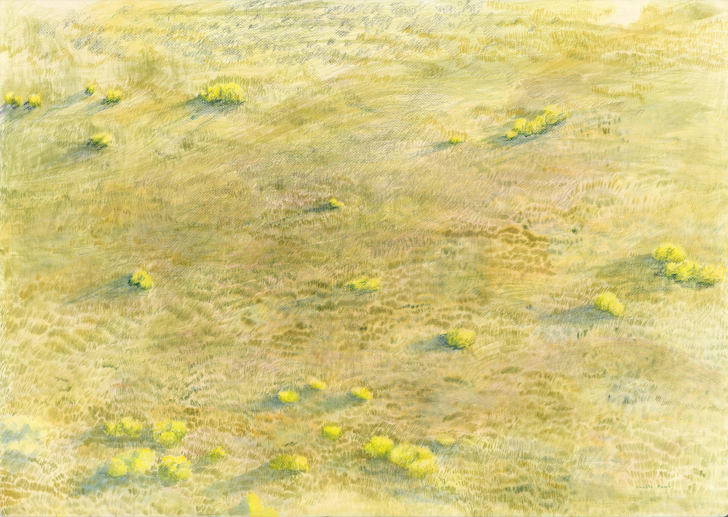 A Veld, Lit up by Leucadendrons - Annette Faul